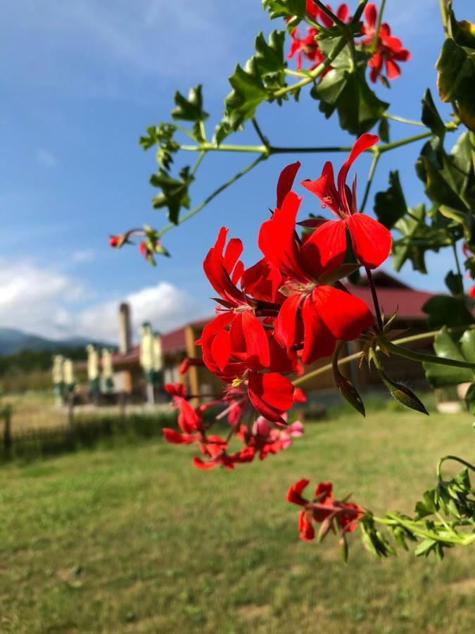 Casa Albert Valea Avrigului Esterno foto